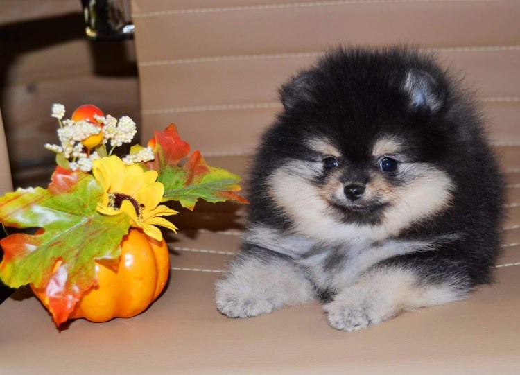 Померанский шпиц кудрявый