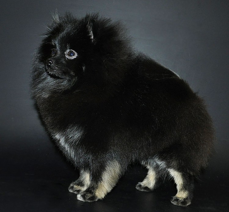 Померанский шпиц черный