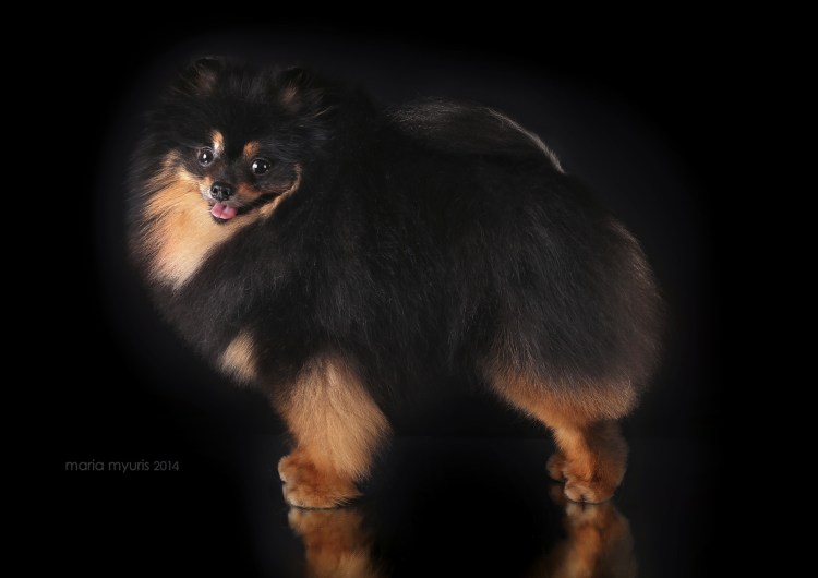 Малый немецкий шпиц черно подпалый