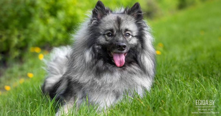 Померанский шпиц мерде