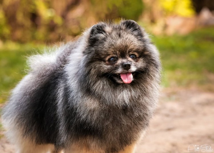 Шпиц соболино подпалый