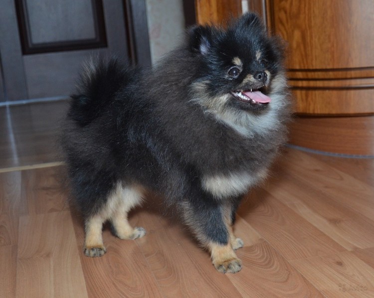 Гросс шпиц черный