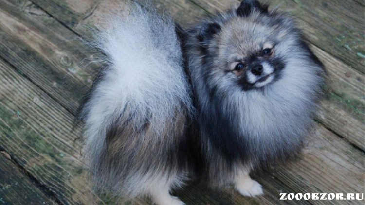 Немецкий шпиц Мерле