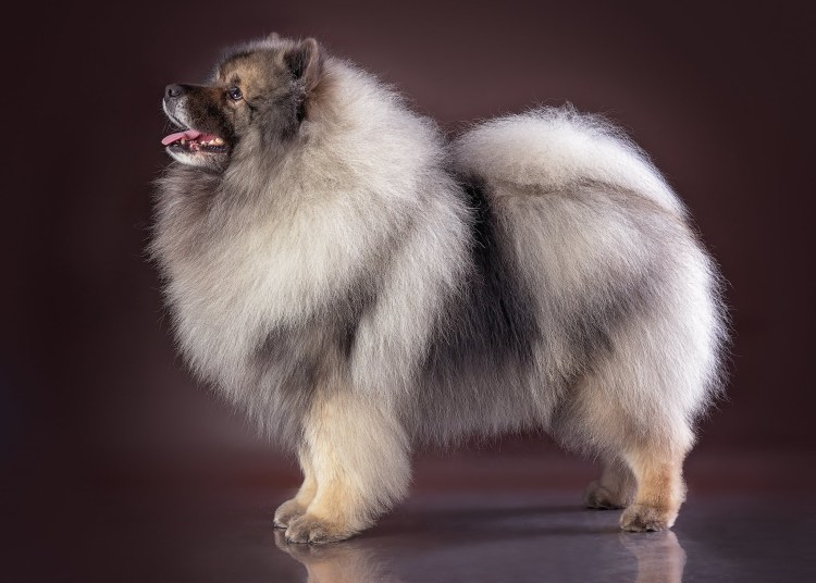 Щенки померанского шпица чёрный подпалый