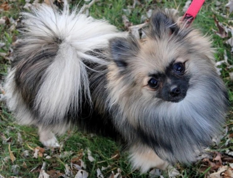 Малый шпиц черный