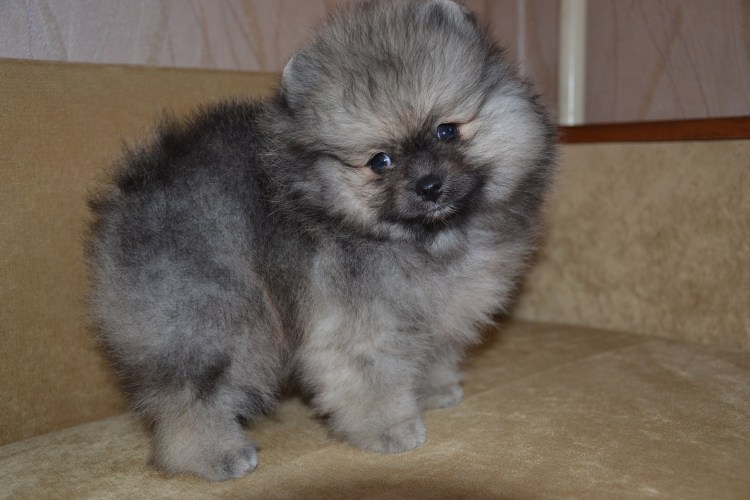 Шпиц померанский черный подпалый