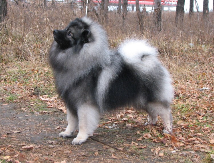 Померанский шпиц мини черный