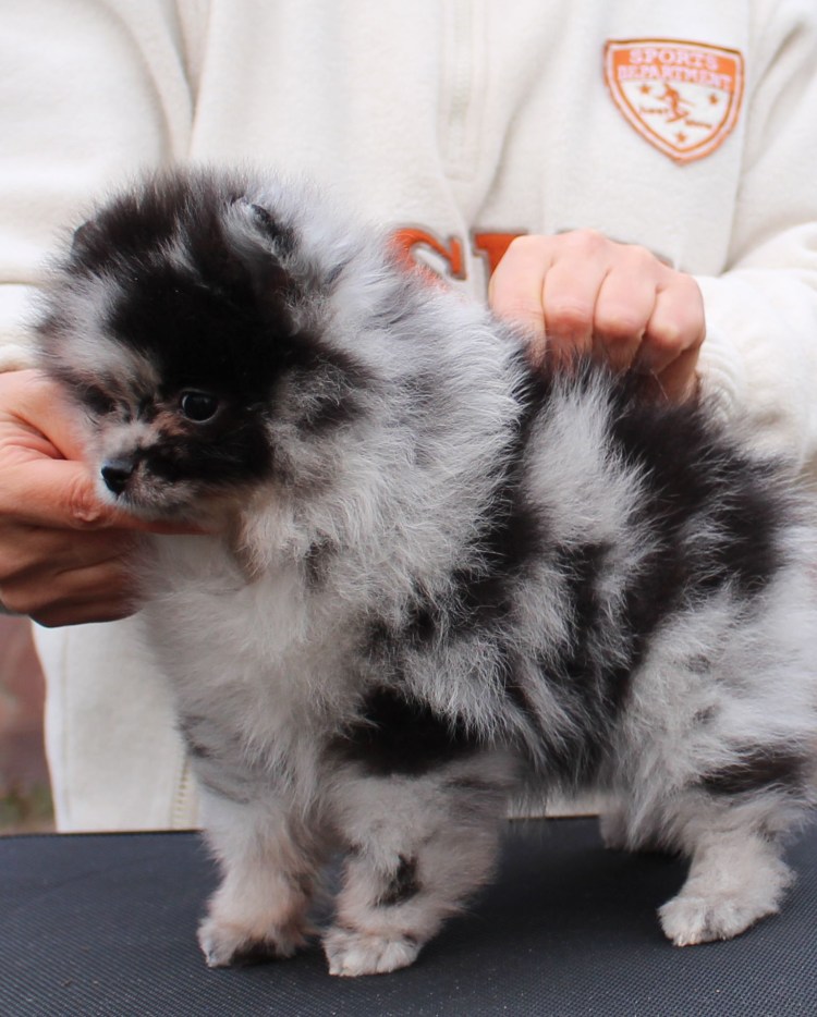 Шпиц подпалый окрас