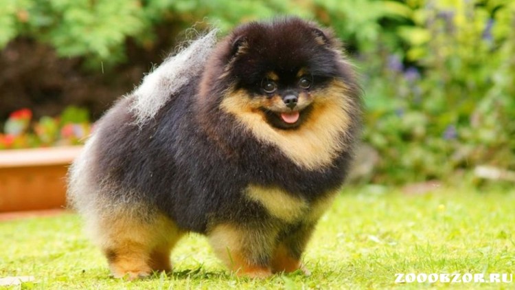 Померанский шпиц Ентан