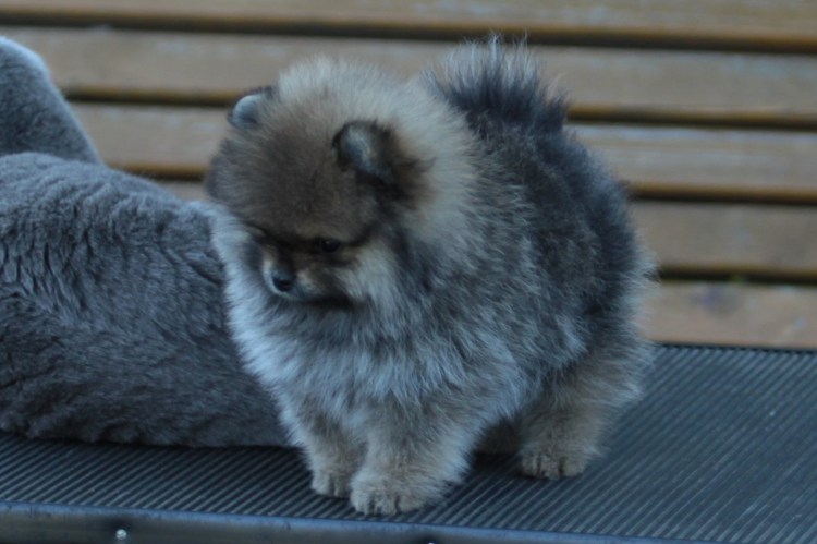 Шпиц померанский карликовый черный