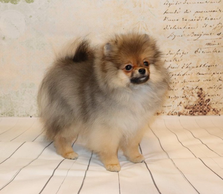 Шпиц померанский карликовый черный