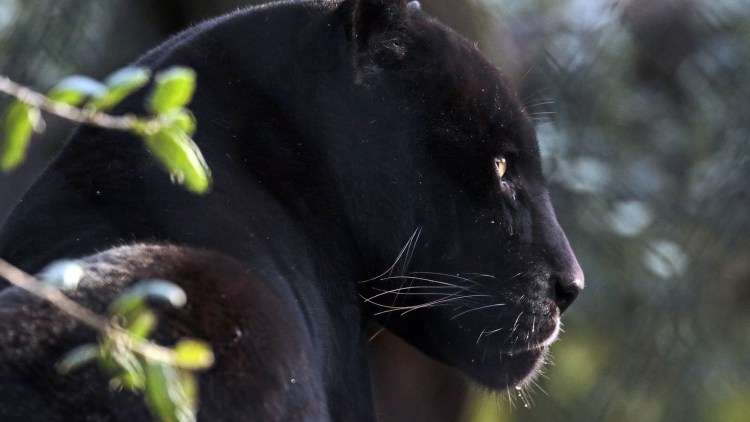 Пума Ягуар пантера