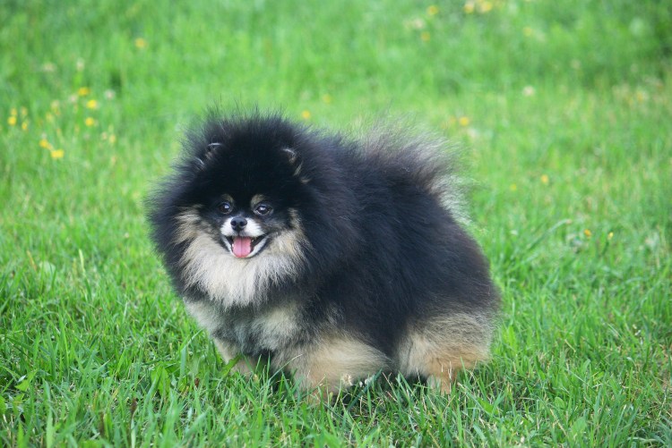 Соболиный шпиц