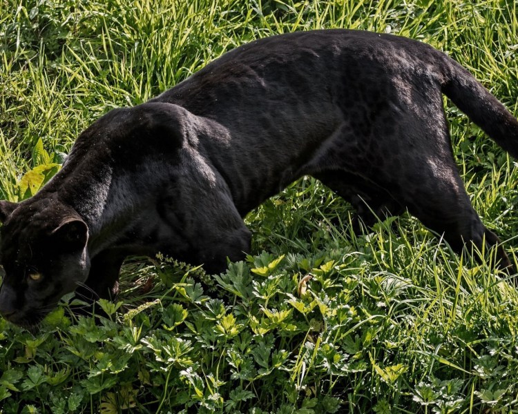 Черная пантера охотится