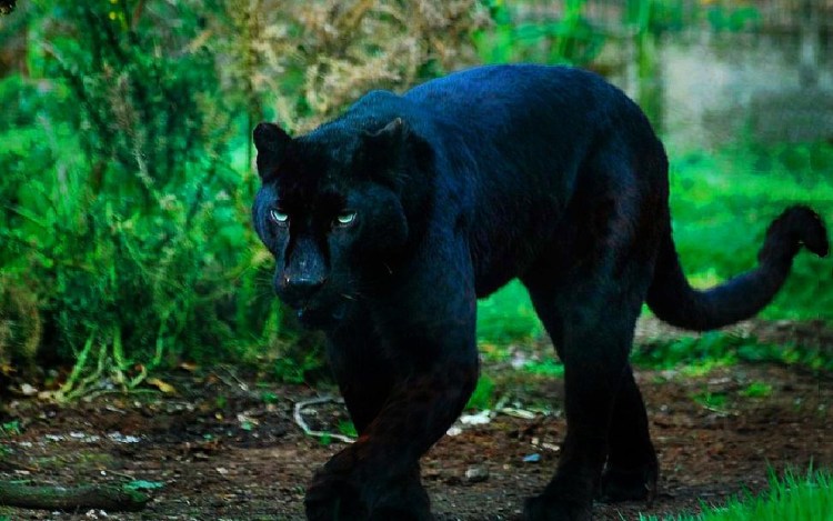 Чёрная пантера животное