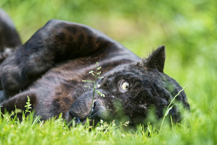 Черная пантера