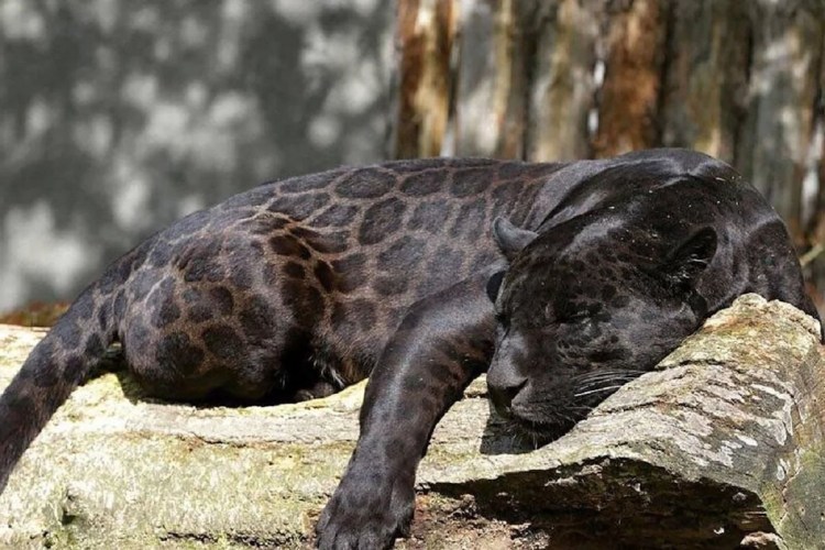 Пантера самец