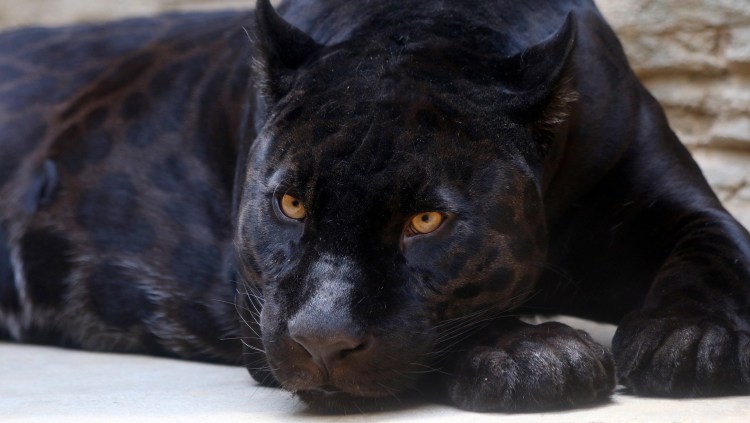 Черный Ягуар оскал