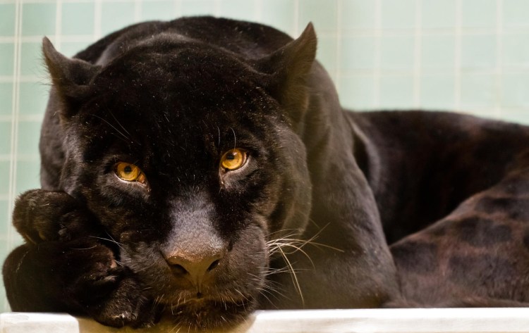 Пантера с желтыми глазами