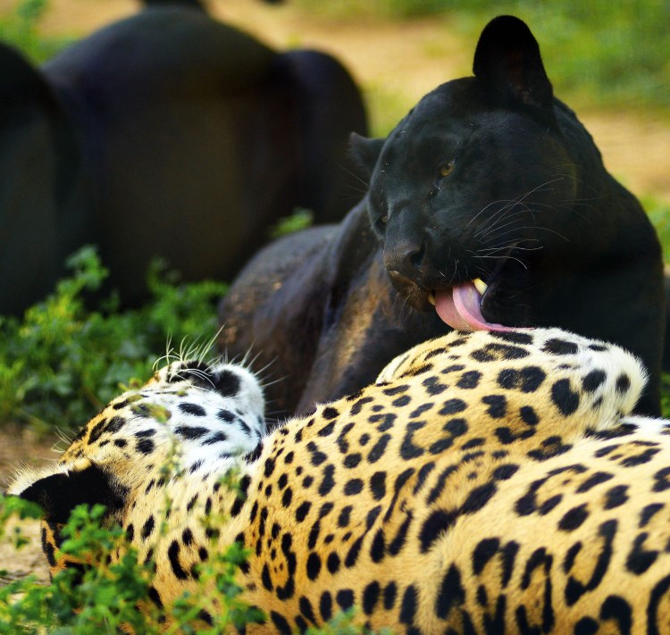 Гепард леопард Ягуар Пума пантера