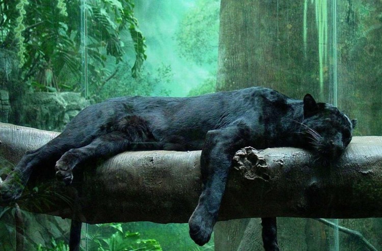 Пантера в Эрмитаже