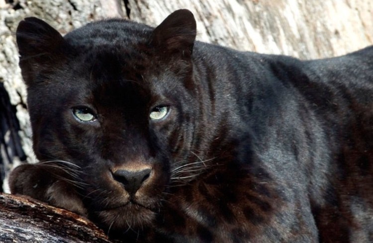 Аутбек пантера