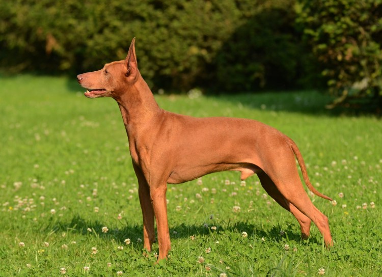 Чирнеко дель Этна рост