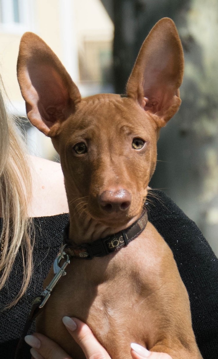 Чирнеко дель’Этна