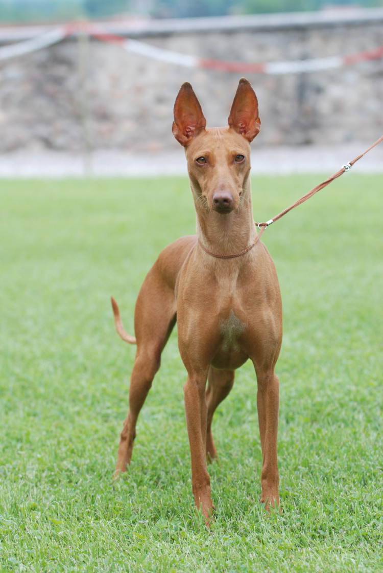 Сицилийская гончая