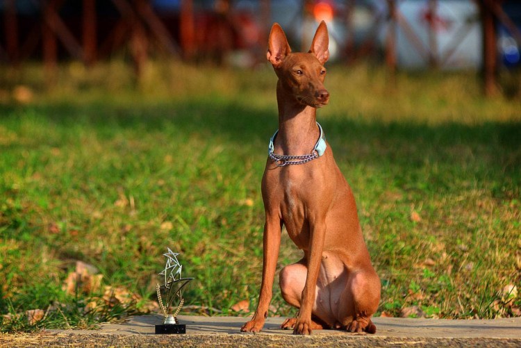 Чирнеко дель Этна с человеком