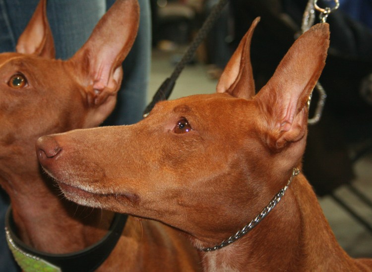 Чирнеко дель Этна собака