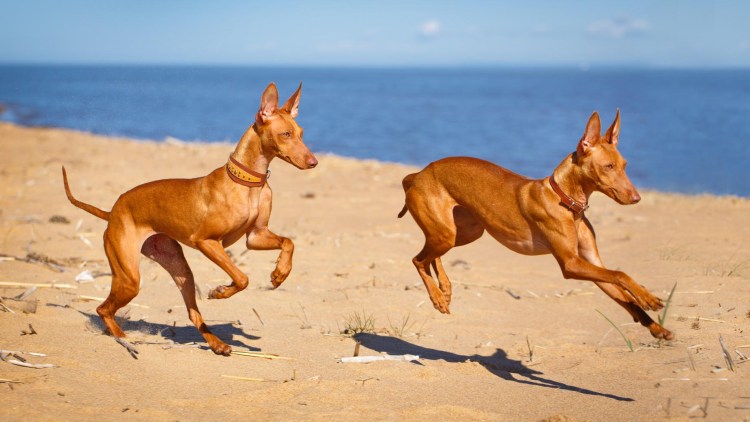 Чирнеко дель’Этна