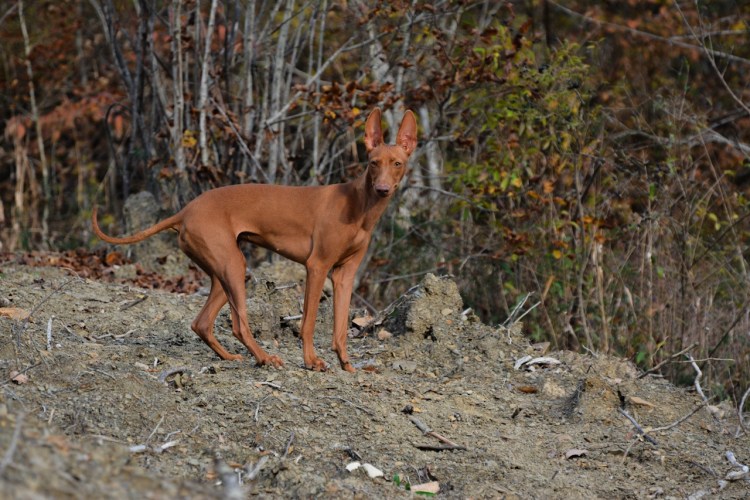 Чирнеко дель Этна и Фараонова собака