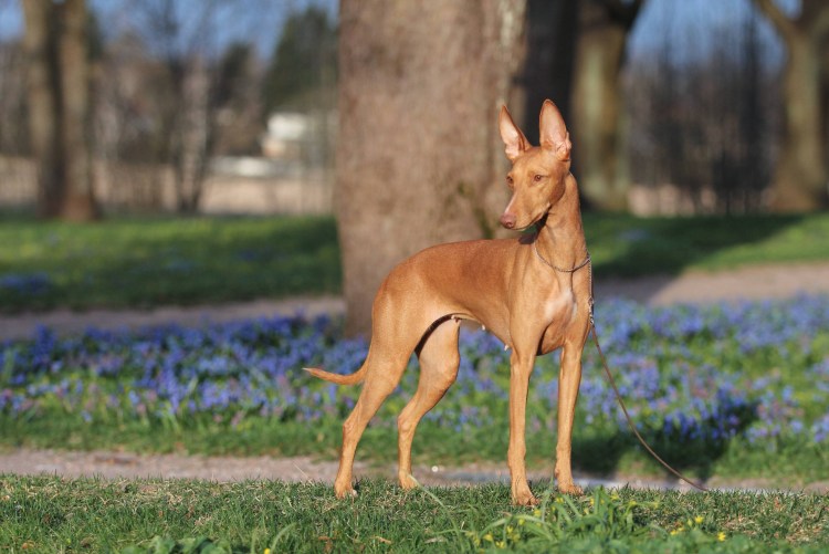 Чирнеко дель Этна и Фараонова собака