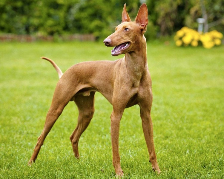 Чирнеко дель Этна