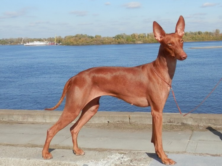 Чирнеко дель Этна выставки