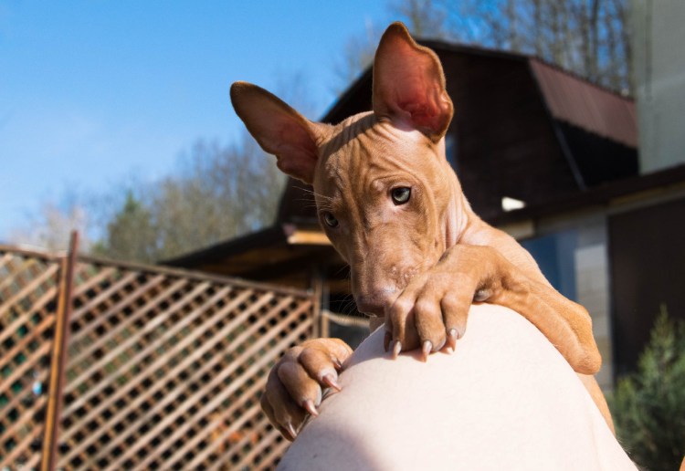 Чирнеко дель Этна РКФ