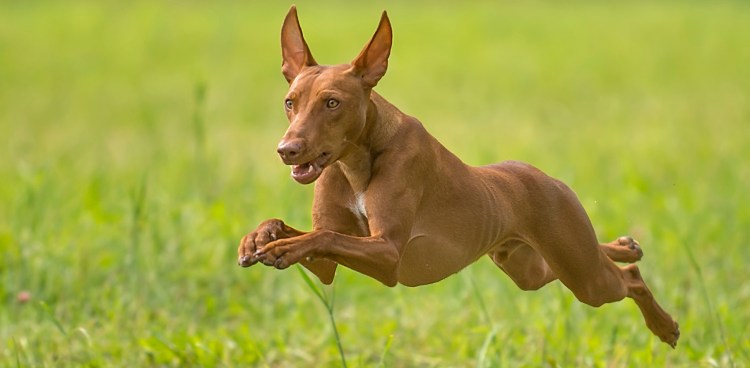 Чирнеко дель Этна белая