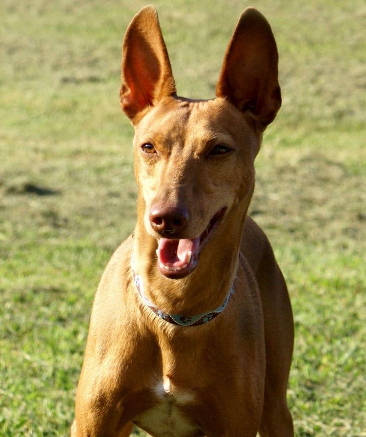 Сицилийская гончая фото собак