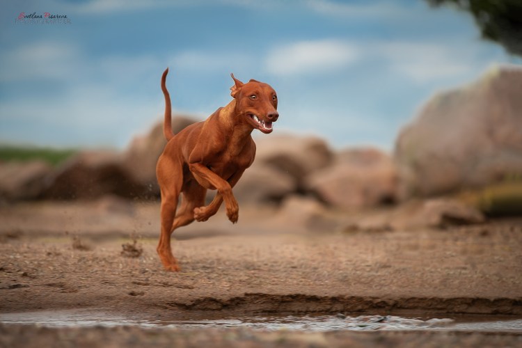 Порода Чирнеко дель Этна