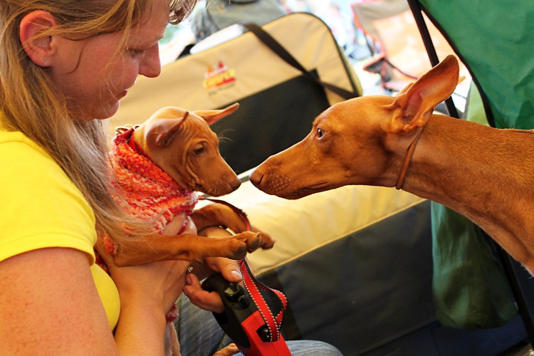 Чирнеко дель Этна собака