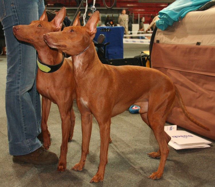 Чирнеко дель Этна щенки