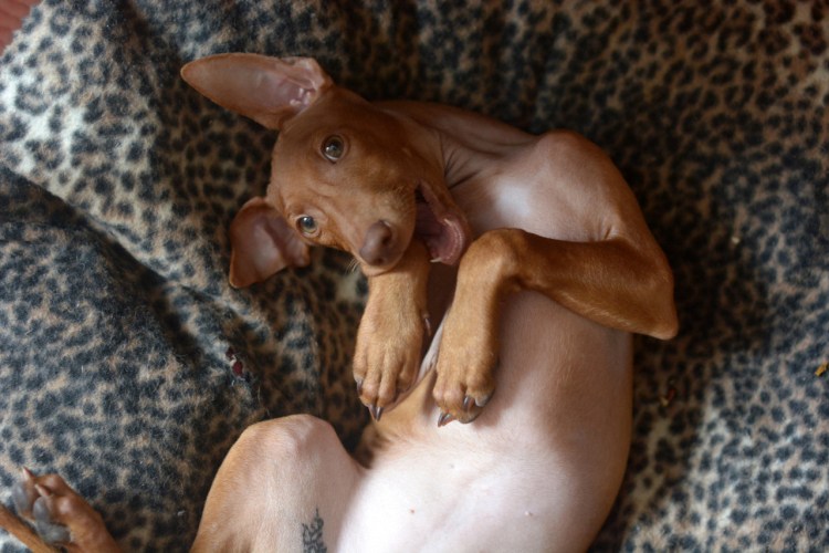 Чирнеко дель Этна и Фараонова собака