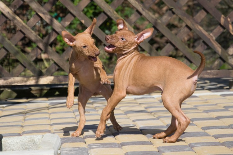 Чирнеко дель Этна прыгает