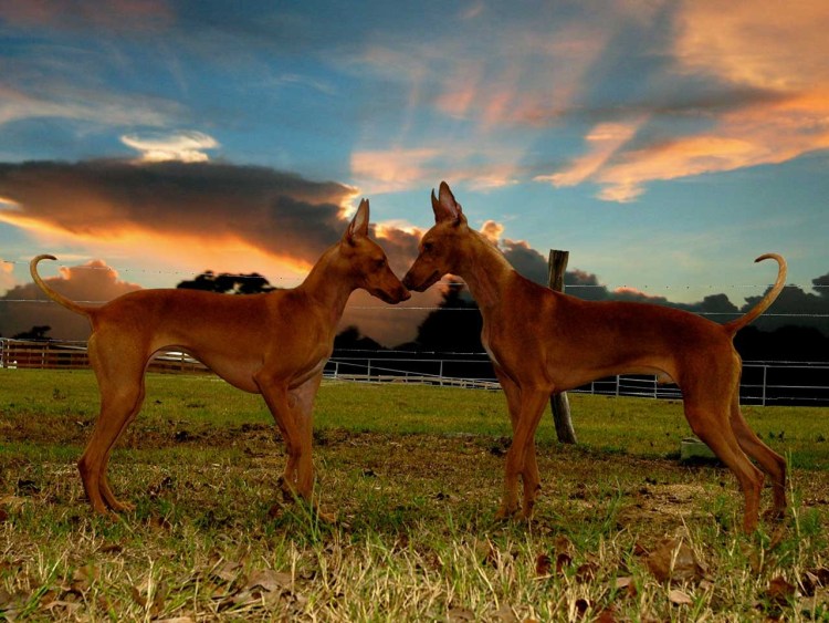 Чирнеко дель Этна стойка