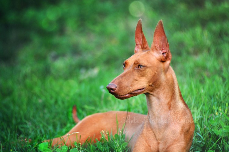 Сицилийская борзая Чирнеко дель Этна