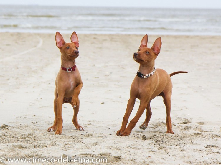 Порода собак Чирнеко дель Этна