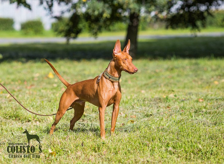 Чирнеко дель Этна
