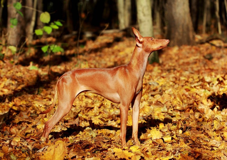 Чирнеко дель Этна чемпионы