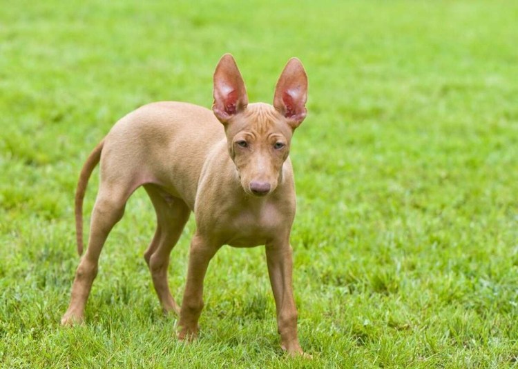 Чирнеко щенки 2 месяца